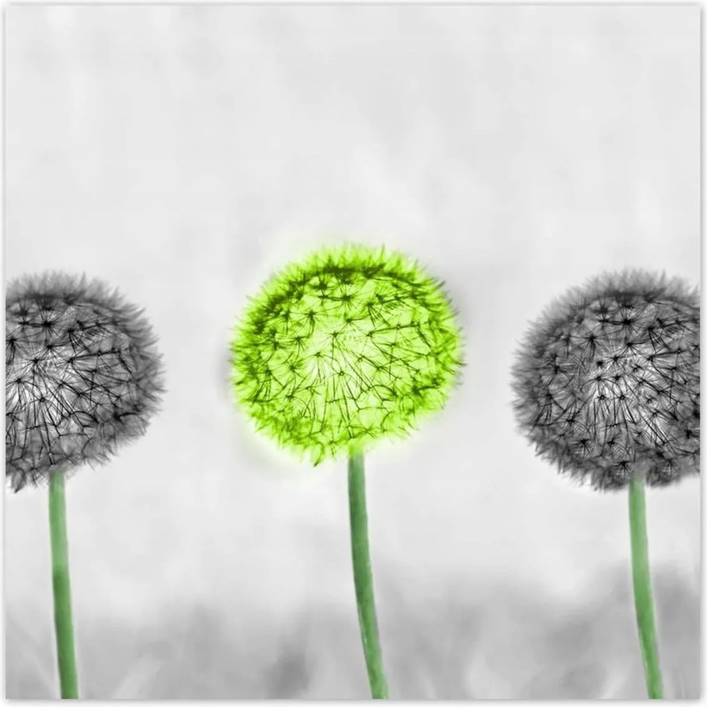 Poszterek 100x100 Pitypangok