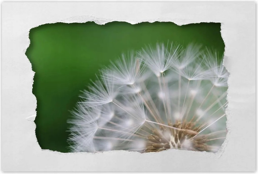 Poszterek 60x40 Pitypang Virág Virágok