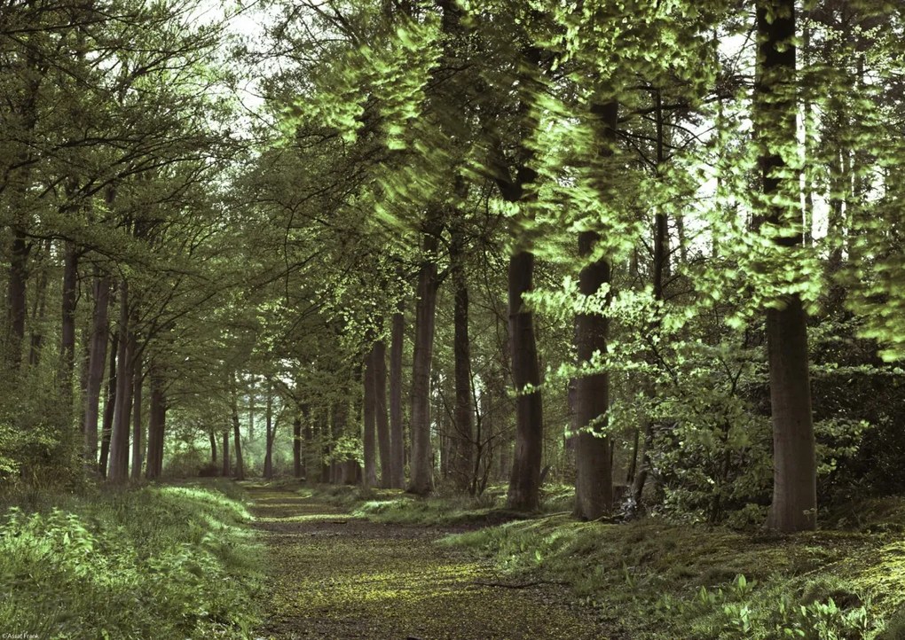 Poszter 42x29,7cm Tavaszi erdei ösvény 2, Assaf Frank