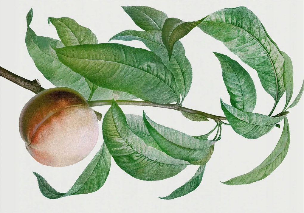 Fali fotótapéta előszoba konyhába Érett őszibarack 312x219