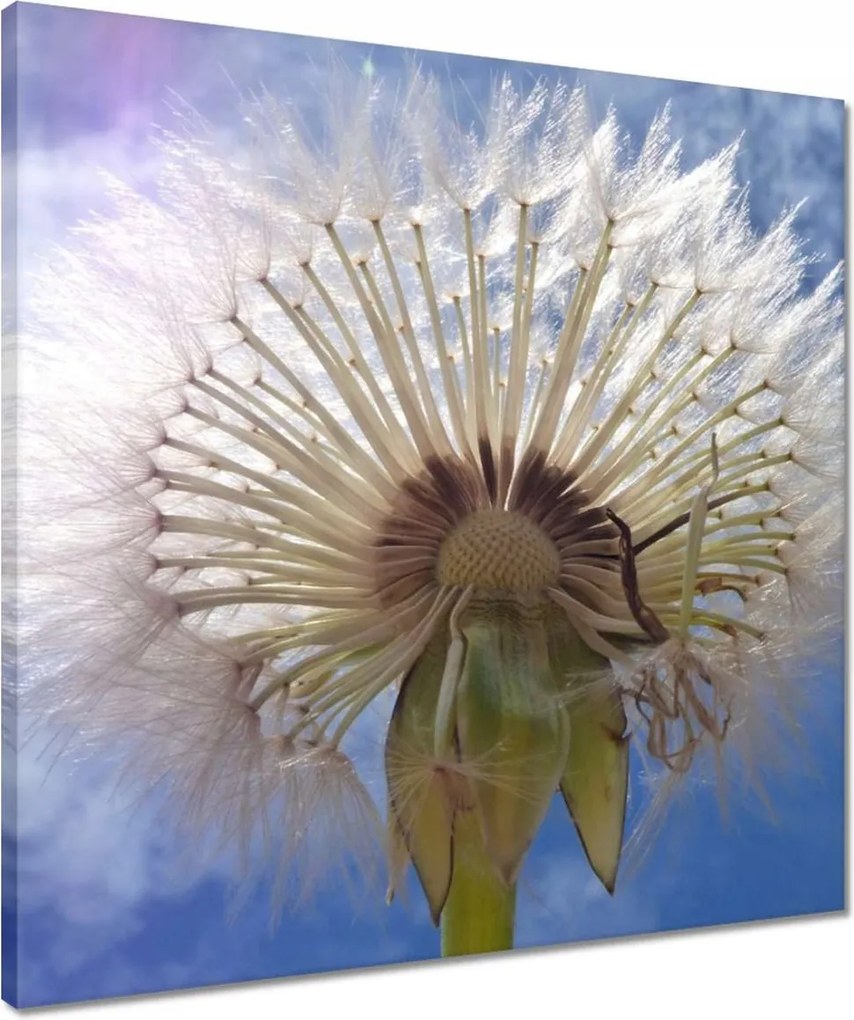 Vászonkép 50x50 Pitypang Virág Virágok