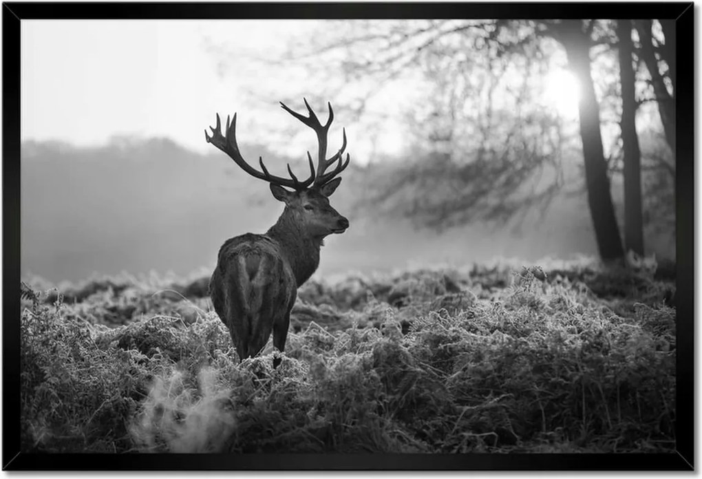 Poszter keretben 60x40 Fekete-fehér szarvas