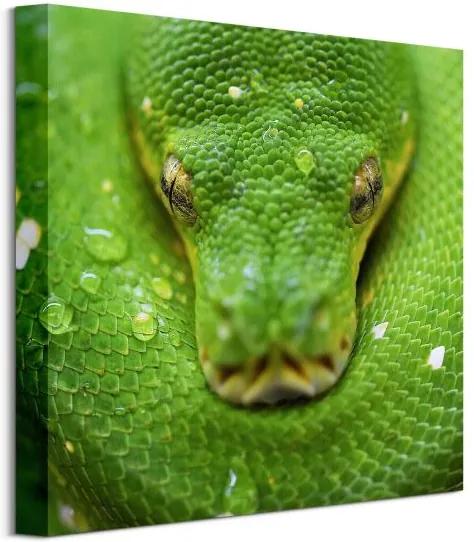 Vászonkép Zöld kígyó Clode David 40x40cm CKS3796