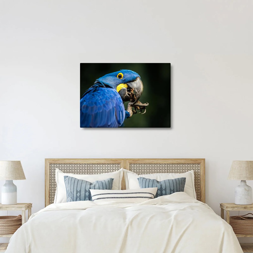 Papagáj képe (70x50 cm)