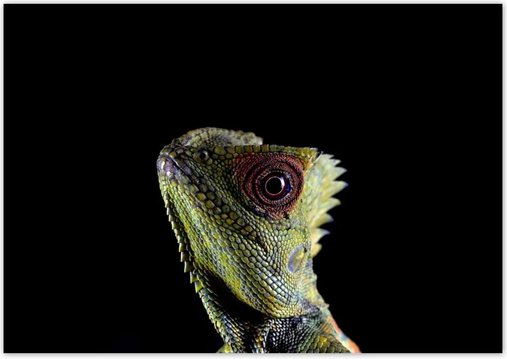 Poszterek 100x70 Zöld gyík erdő