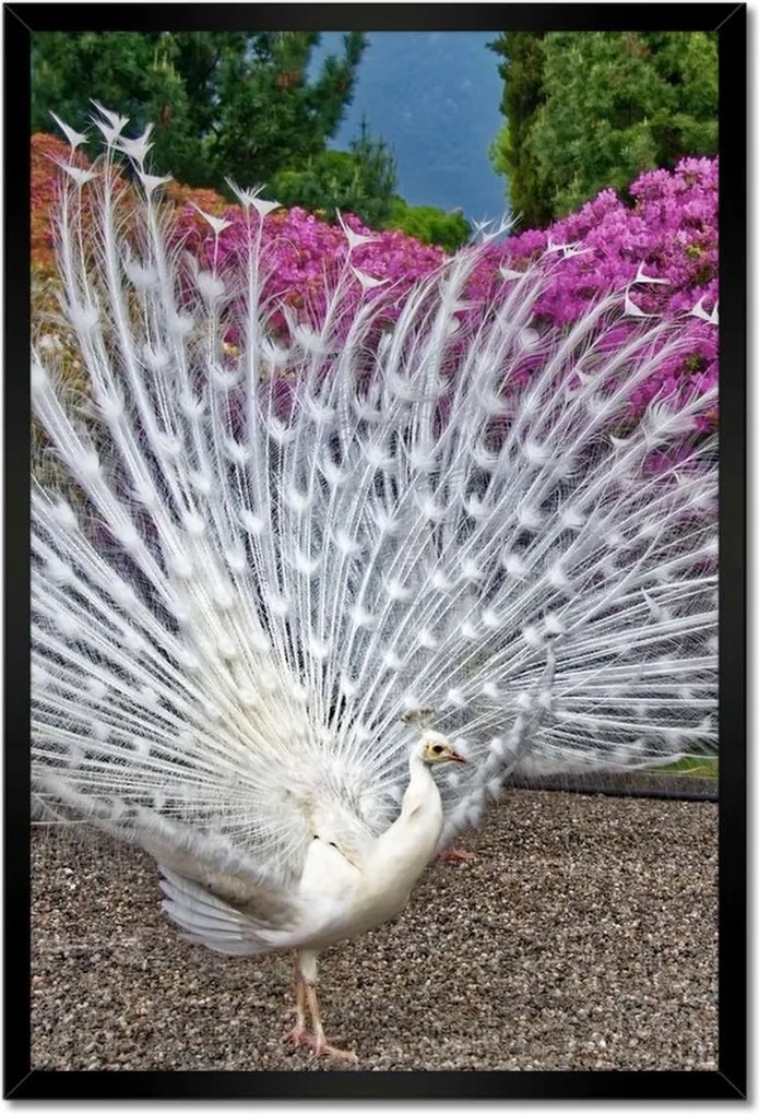 Poszterek keretben 40x60 Madarak