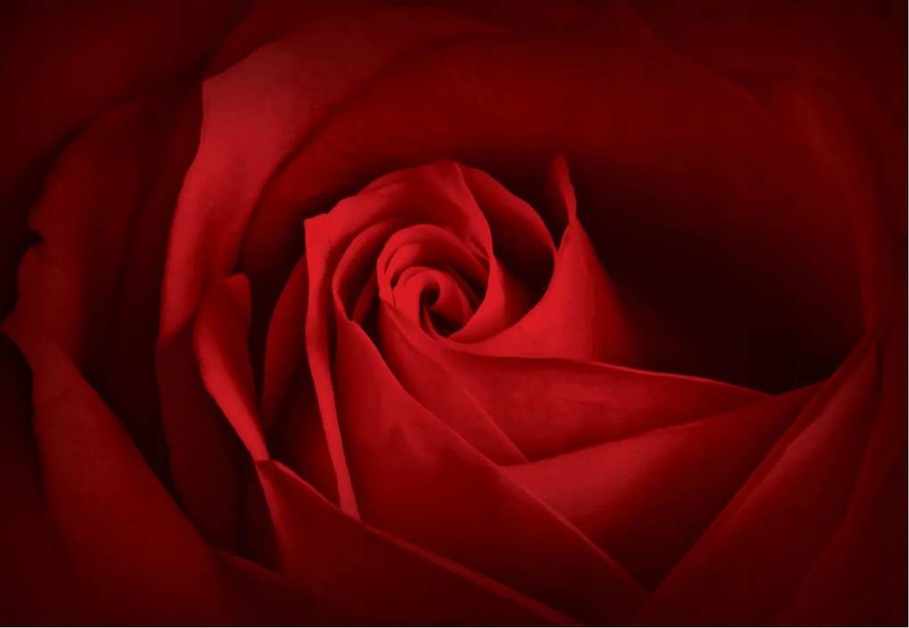 Fotótapéta Vörös rózsa Makro szirmok Szenvedély és inspiráció 312x219 +ragasztó