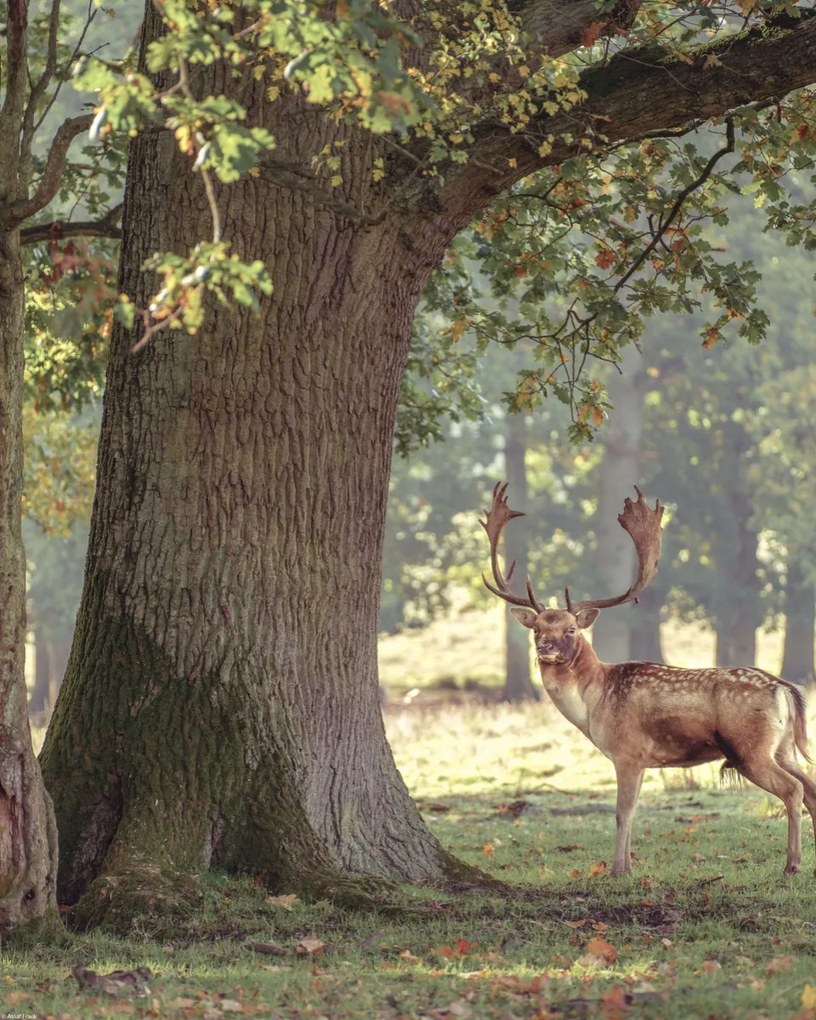 Poszter 40x50cm Szarvas az erdőben 3, Assaf Frank