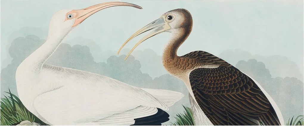 Flizelin tapéta falra Prémium madár pár 250x104 ragasztó