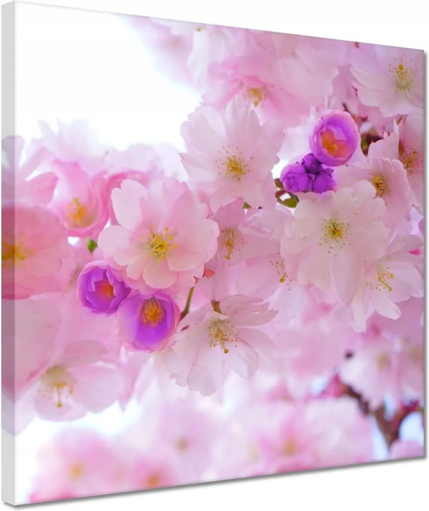 Vászonkép 30x30 Japán cseresznyefa ág