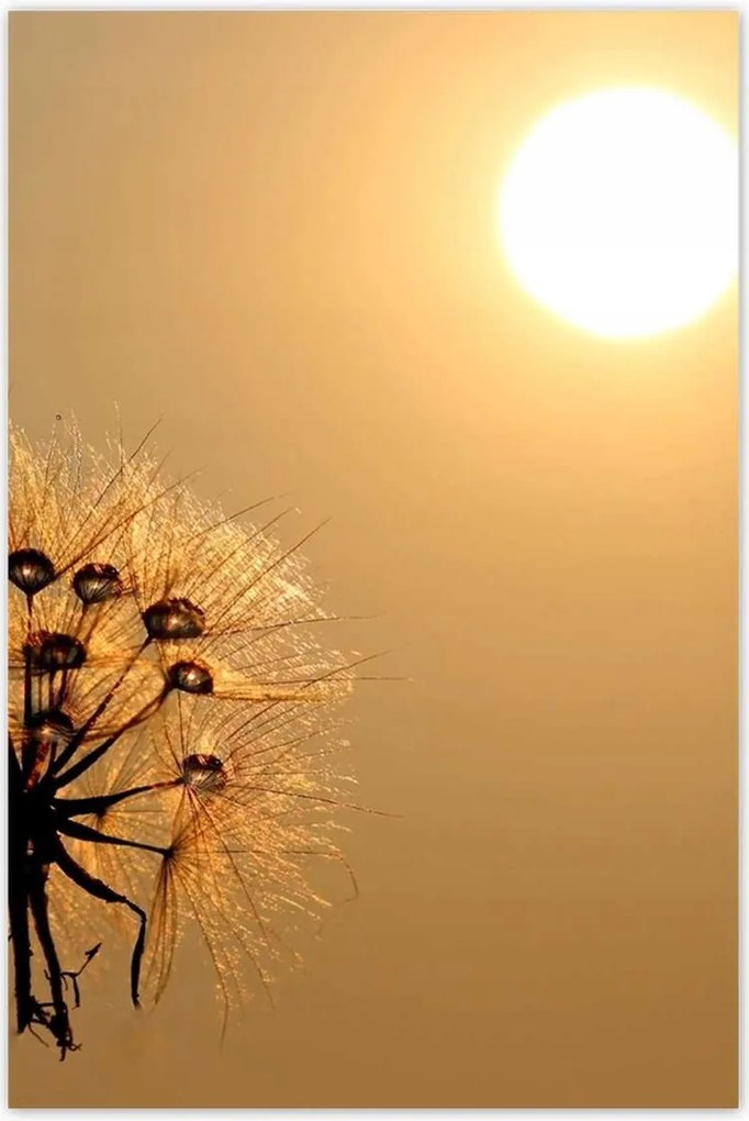 Poszterek 80x120 Pitypang Virág Virágok