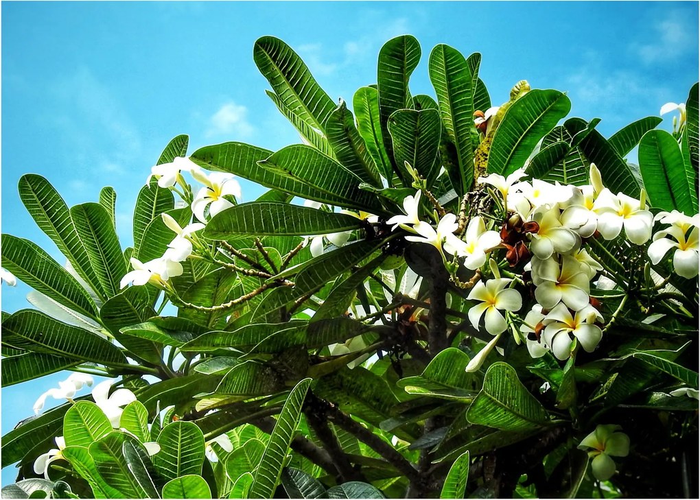 Kép - Plumeria (üvegen) (70x50 cm)