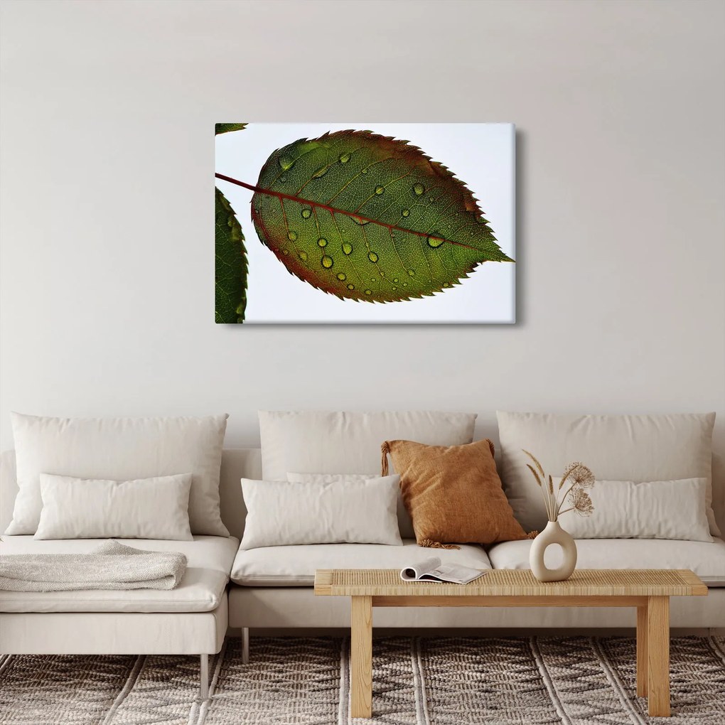 Kép - Rózsalevél (90x60 cm)