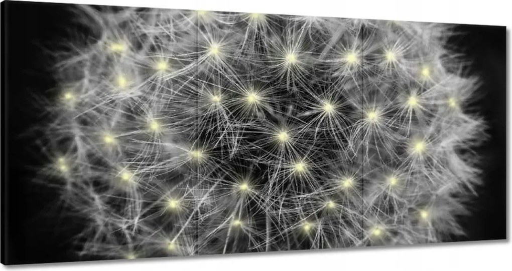 Vászonkép 120x60 Pitypang Virág Virágok