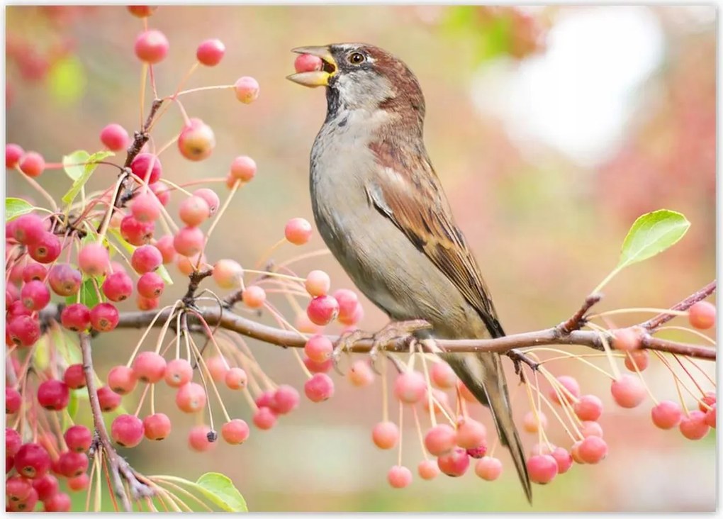 Poszterek 70x50 Madarak