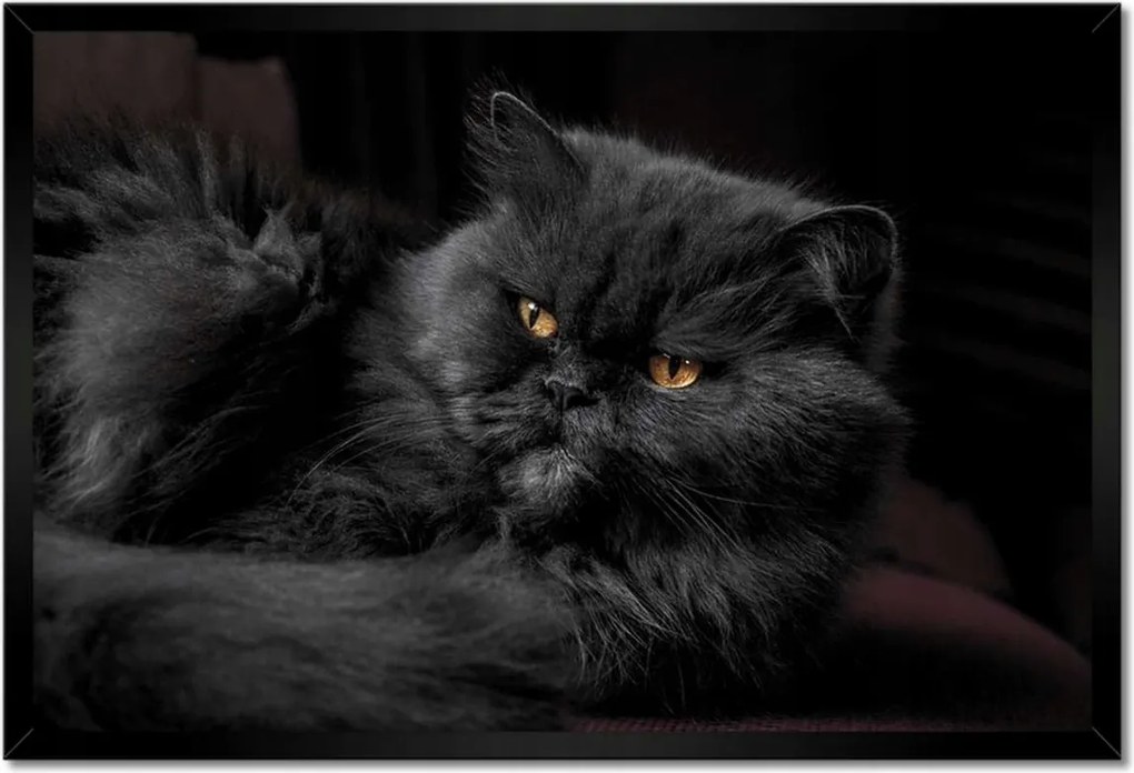 Poszterek keretben 60x40 Cica Cicák