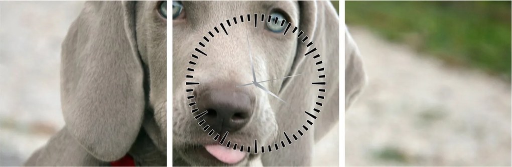 Kép - weimaraner kölyökkutya (órával) (90x30 cm)
