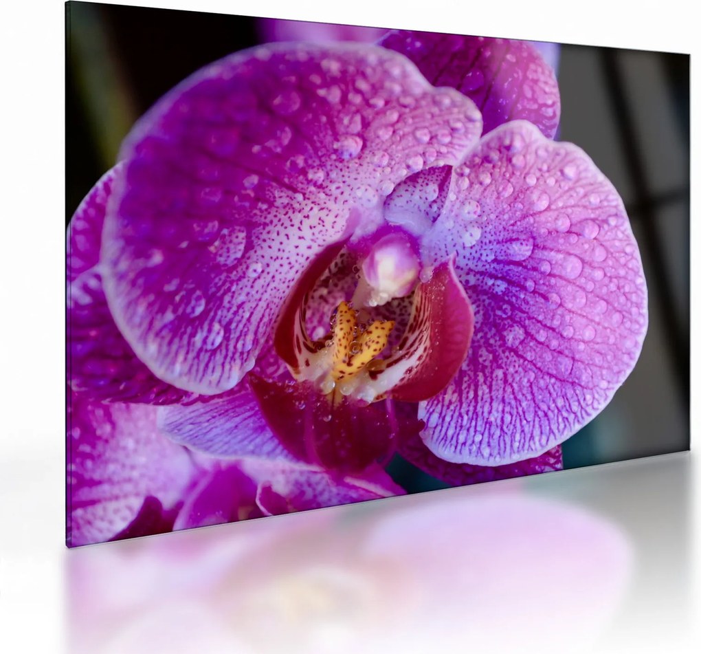 Részletes kép az orchidea virágról (üvegen) (70x50 cm)