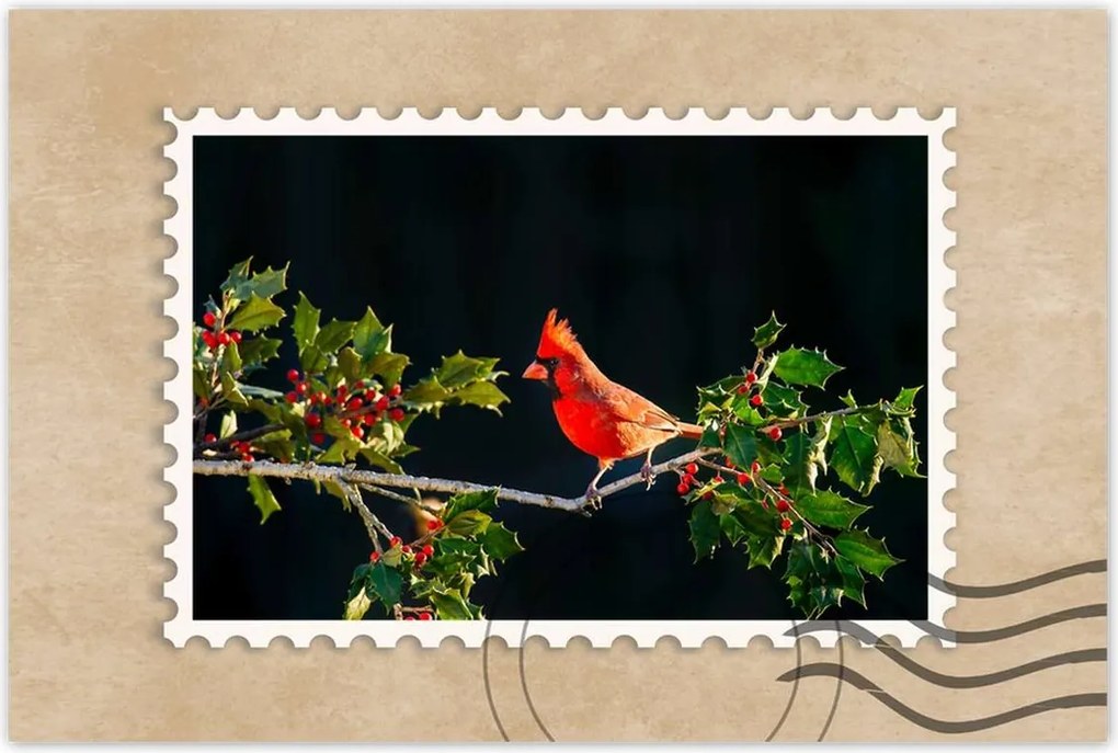 Poszterek 90x60 Madarak