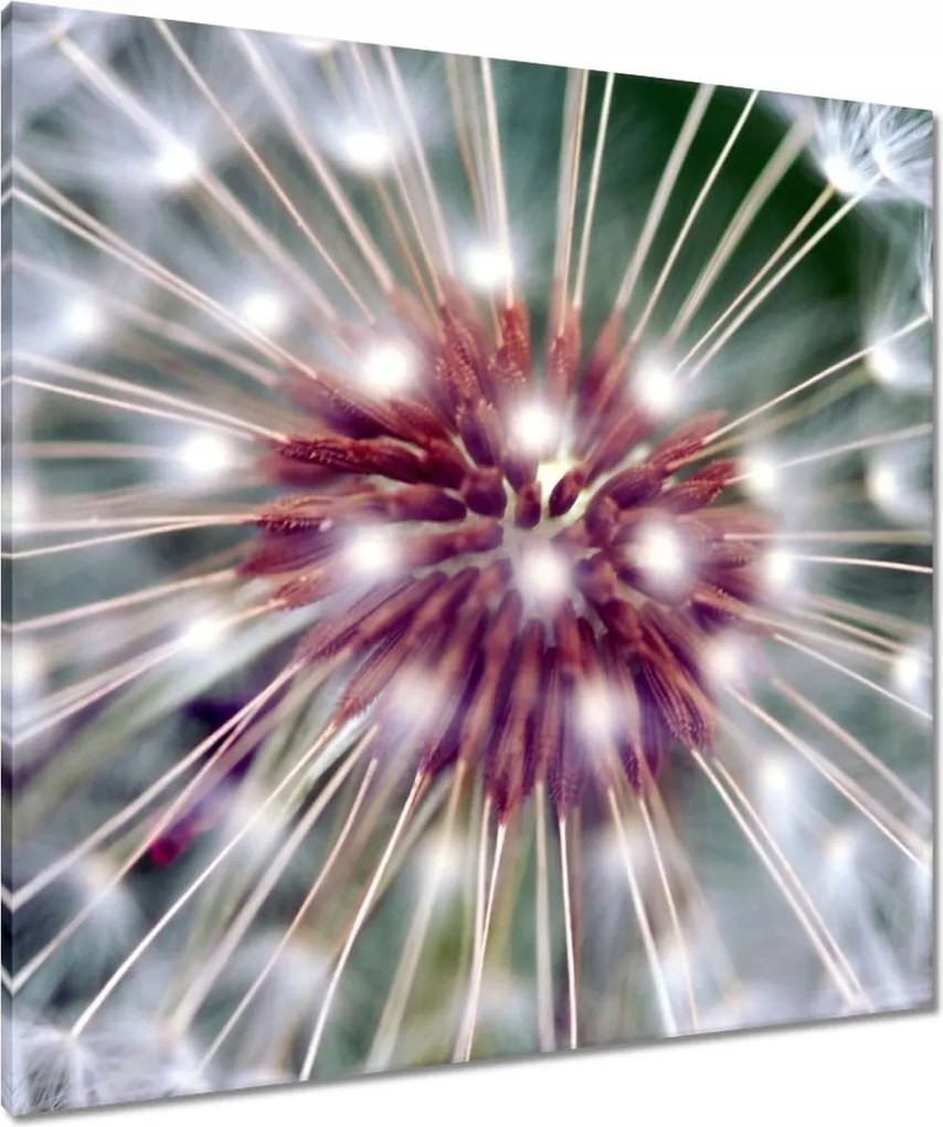 Vászonkép 80x80 Pitypang Virág Virágok