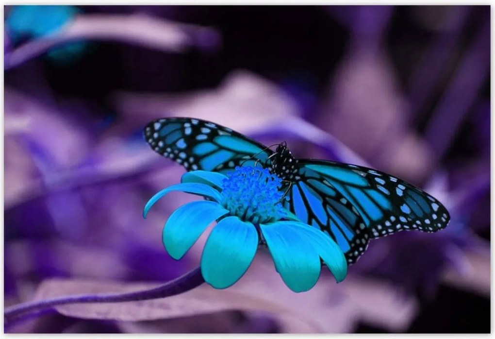 Poszterek 200x135 Kék pillangó