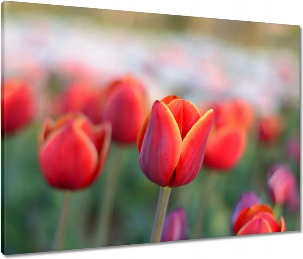 Vászonkép 80x60 Tulipánok Virágok