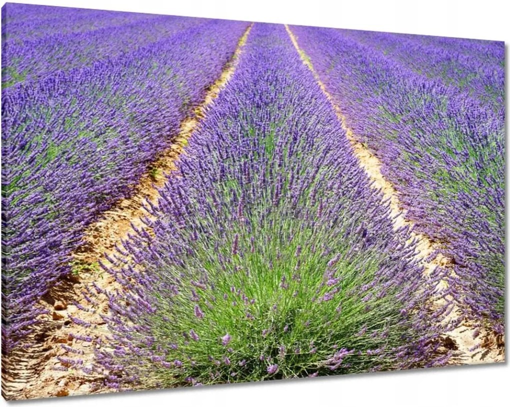 Vászonkép 100x70 Levendula