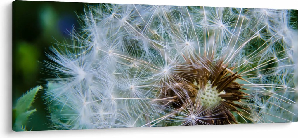 Elvirágzott pitypang képe (120x50 cm)