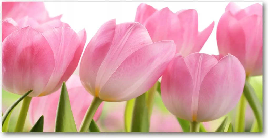 Fotótapéta üvegfalra Rózsaszín tulipánok 140x70