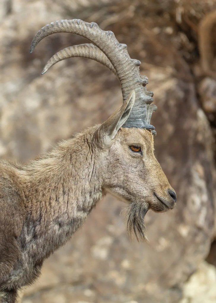 Poszter 50x70cm Nubiana Ibex 6, Assaf Frank