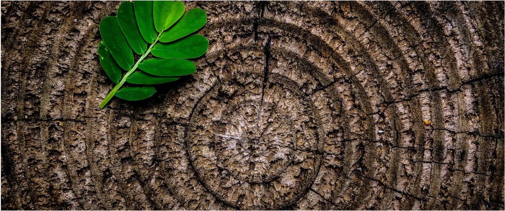 Kép egy levél a fatörzsön (120x50 cm)
