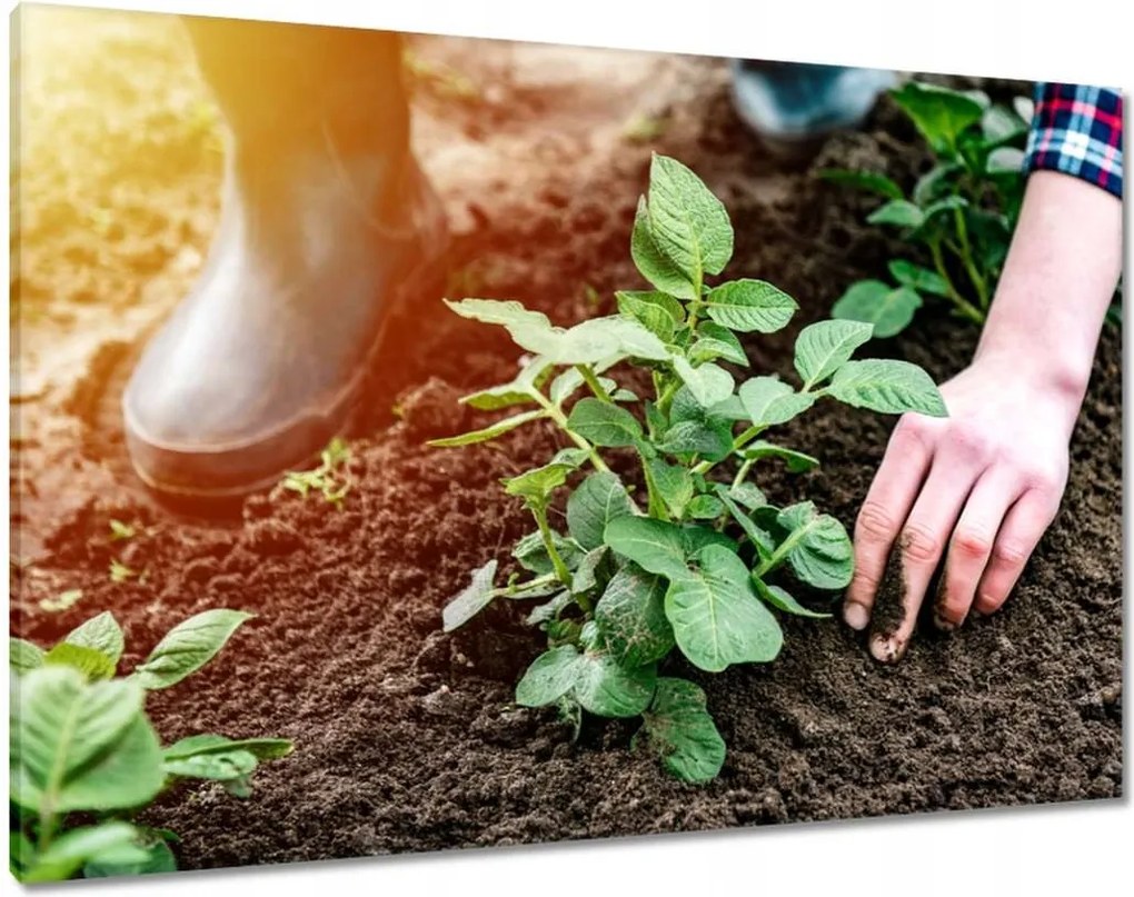 Képek 100x70 Gyomok eltávolítása a földről