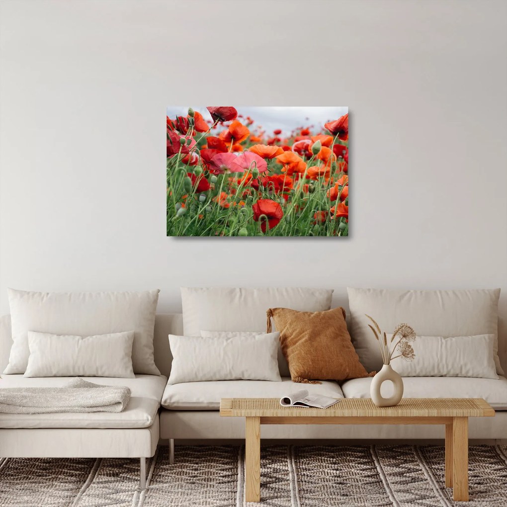 Egy kép a pipacs mezőről (üvegen) (70x50 cm)