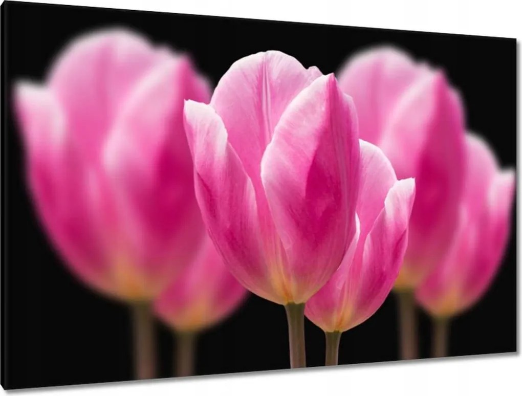 Vászonkép 120x80 Tulipánok Virágok