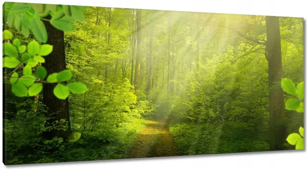 Vászonkép 115x55 Varázslatos erdő Sugárzás