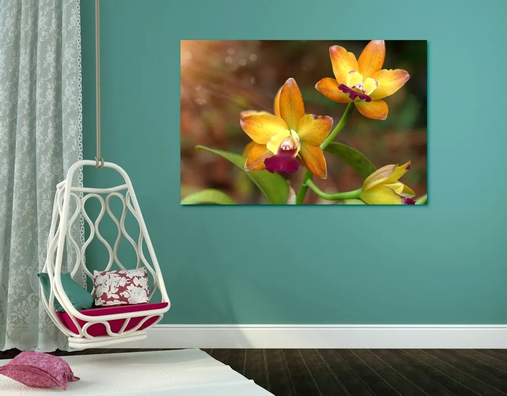 Kép narancssárga orchidea