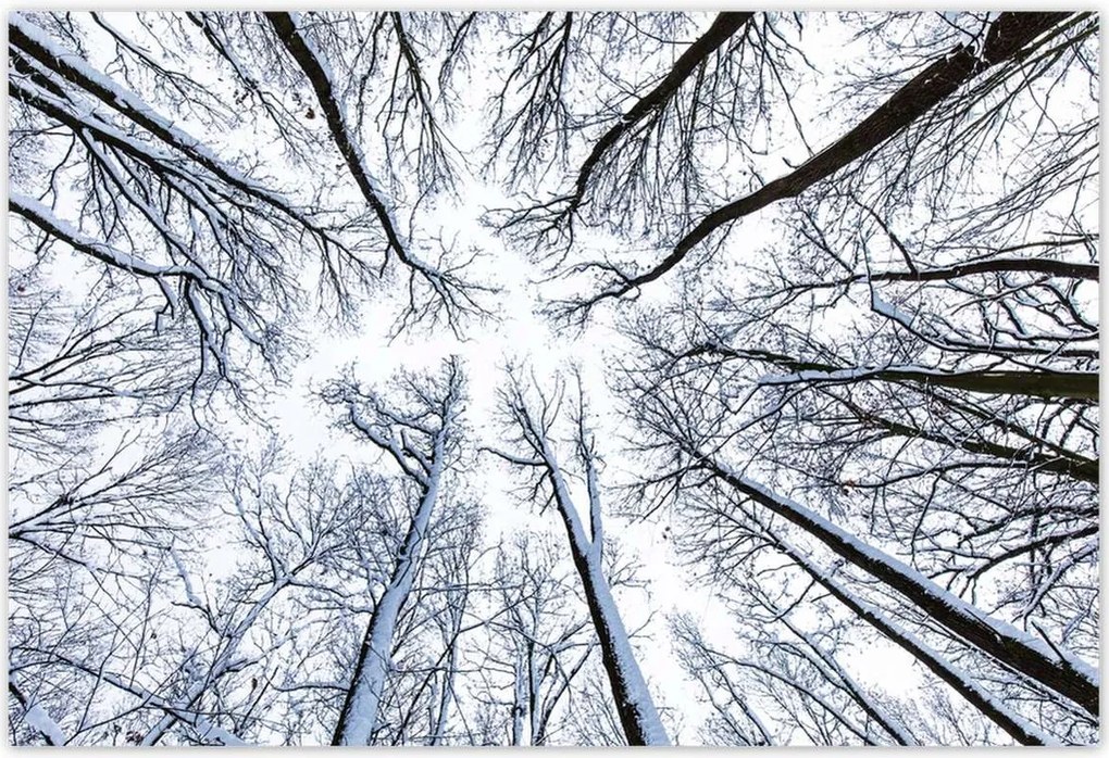 Poszterek 200x135 Fa Fák Kilátás