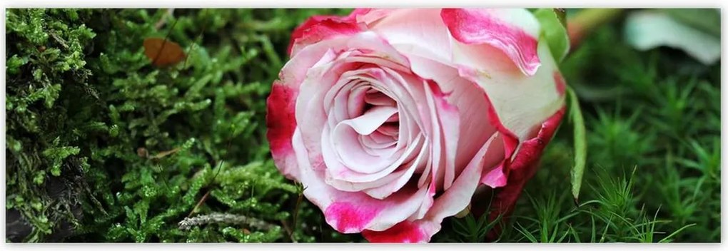 Poszterek 200x66 Rózsa Virág Virágok Rózsa