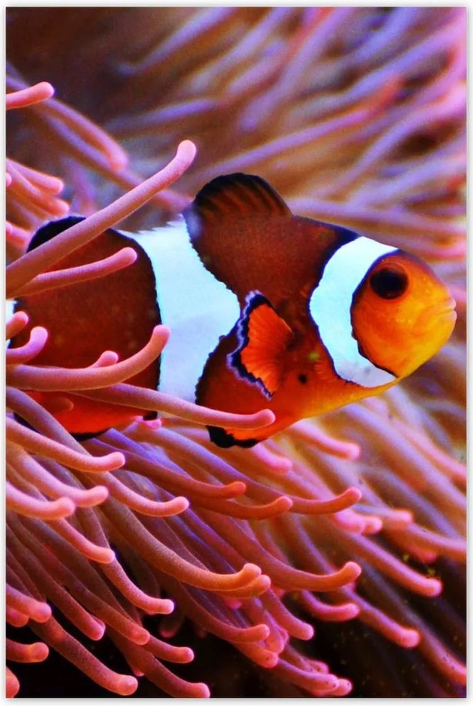 Poszter 60x90 Narancssárga hal Rafa