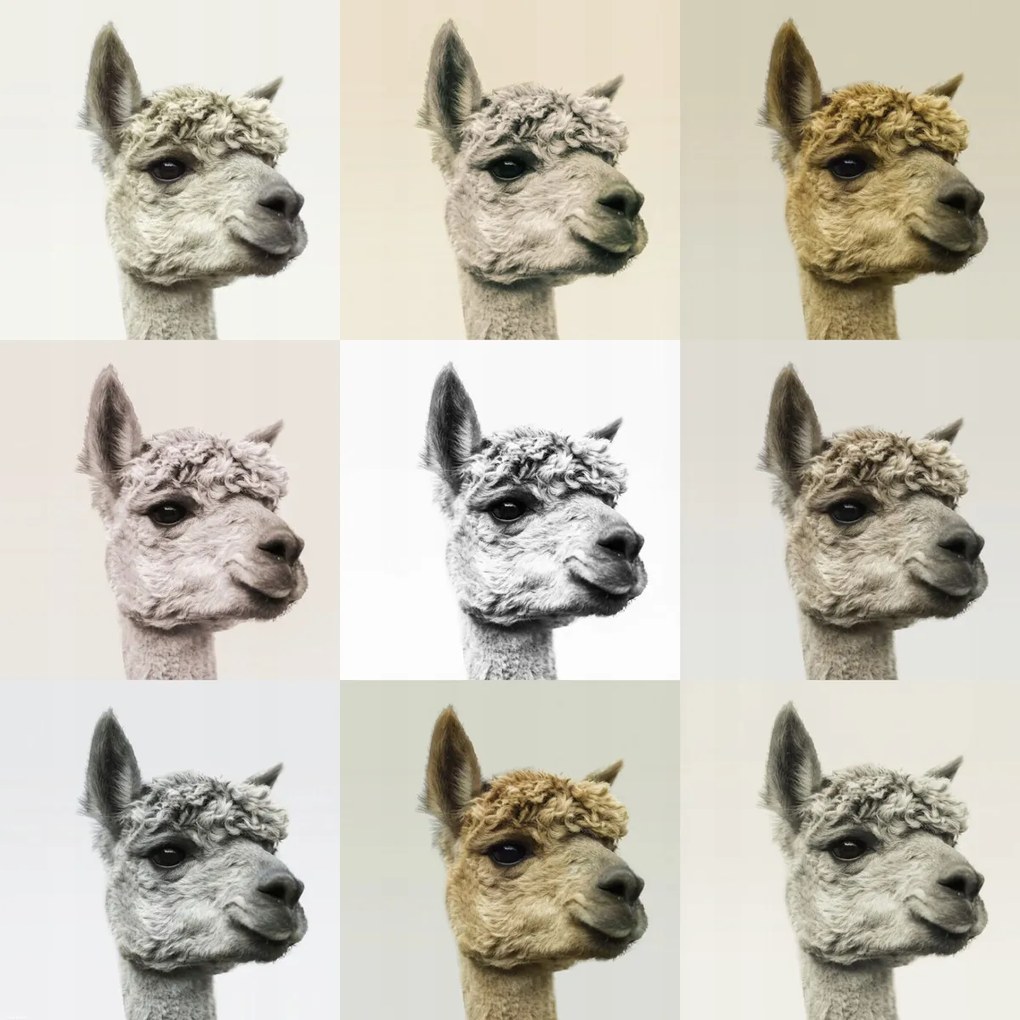 Poszter 70x70cm Kollázs alpakkákkal különböző színekben, Assaf Frank