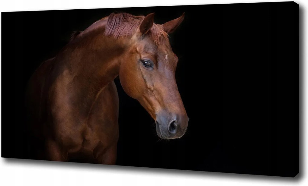 Canvas falikép Barna ló 100x70 cm