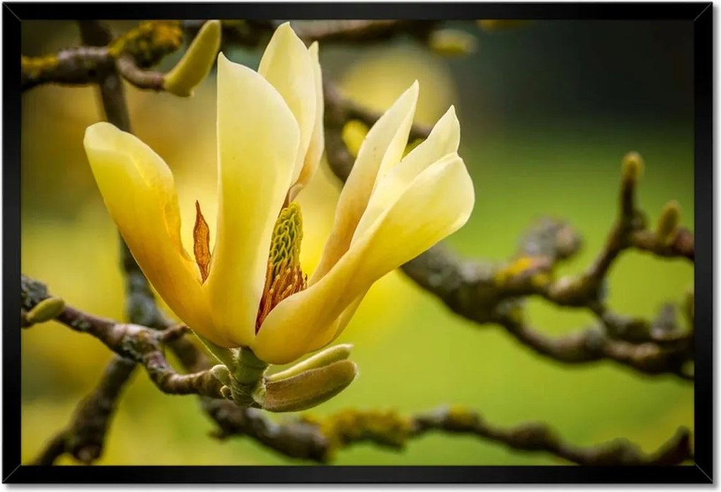 Poszterek keretben 60x40 Virágok