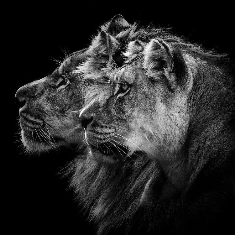 Fotográfia Lion and Lioness Portrait, Laurent Lothare Dambreville