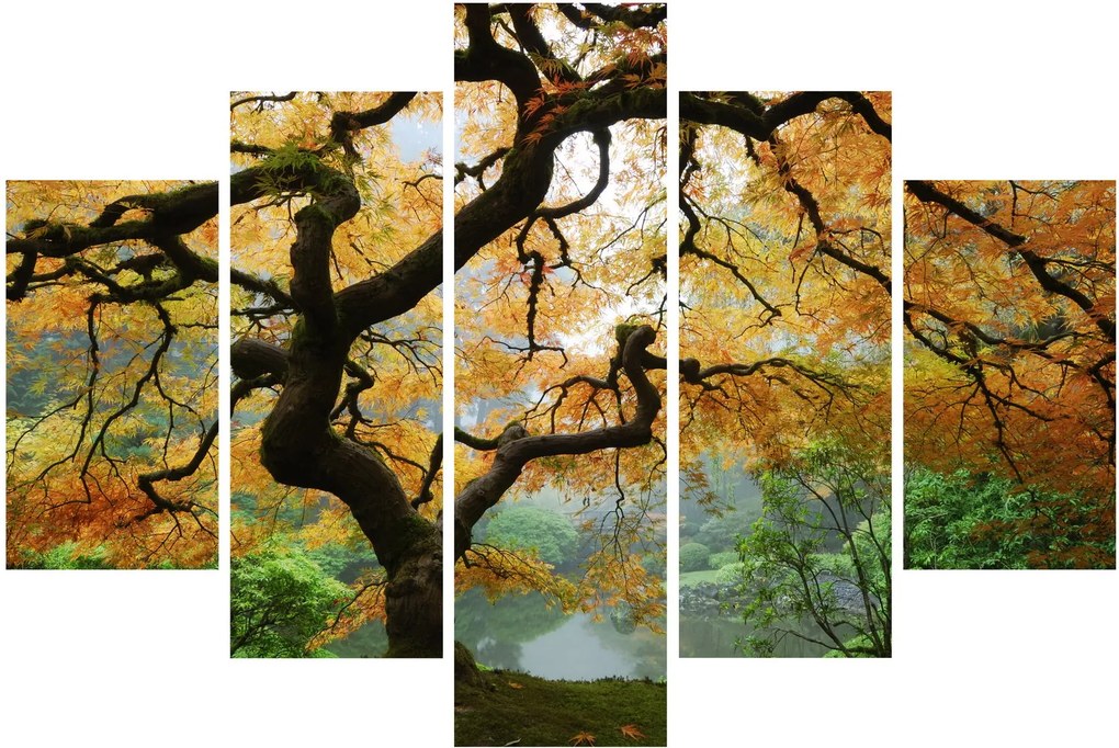 Egy sárga japán juhar képe, Portland, Oregon (150x105 cm)