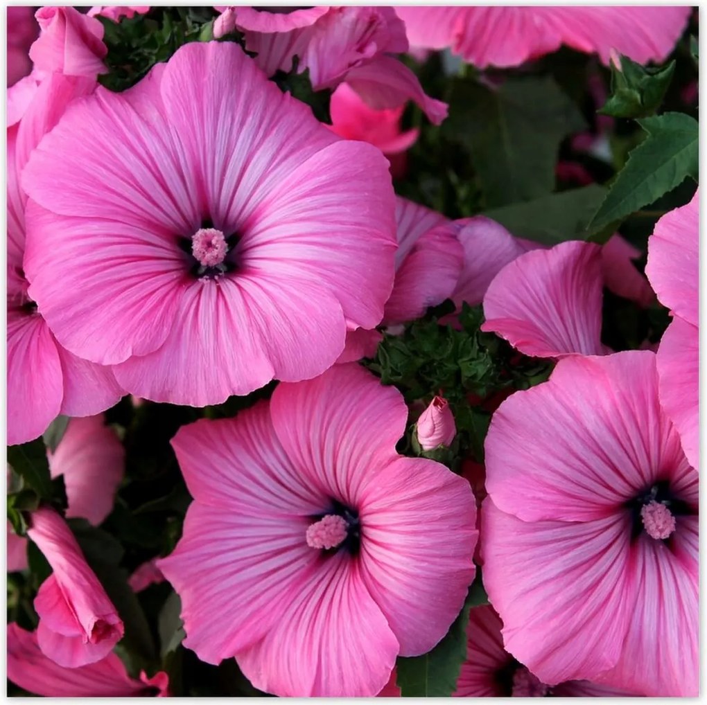 Poszterek 140x140 Lila virágok