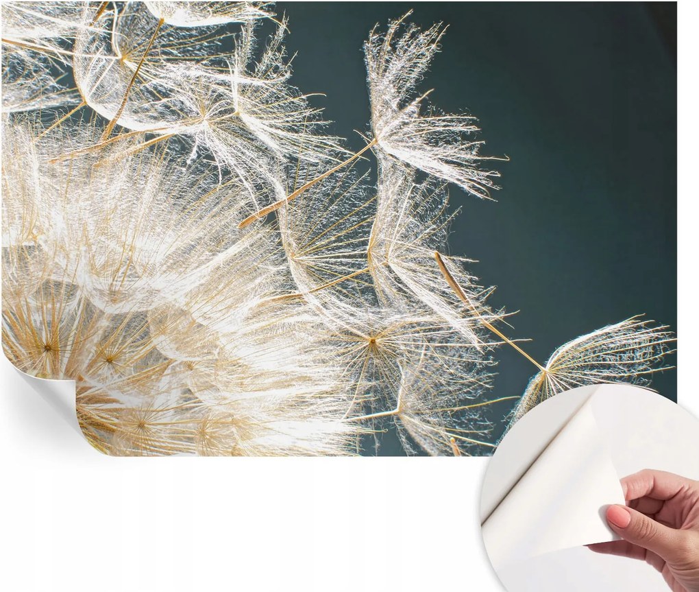 Dekoratív öntapadós fotótapéta az irodába Pitypang könnyedség 104x70 cm