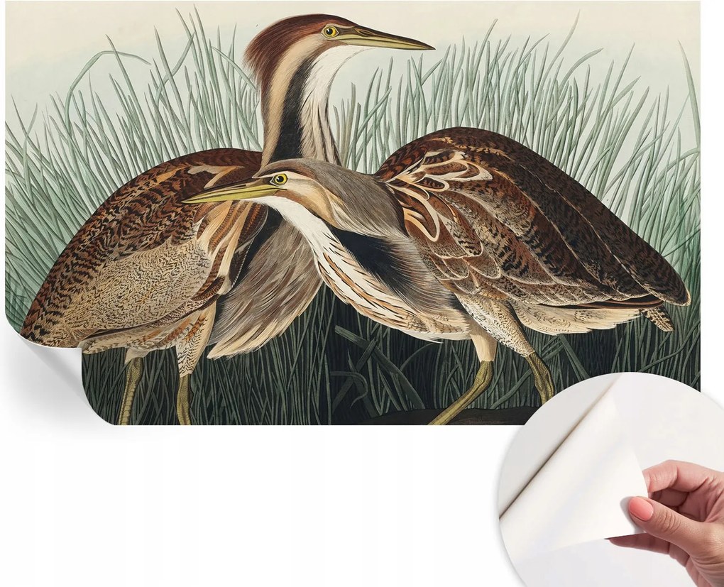 Divatos öntapadós fali tapéta Madarak realisztikus 416x254 cm