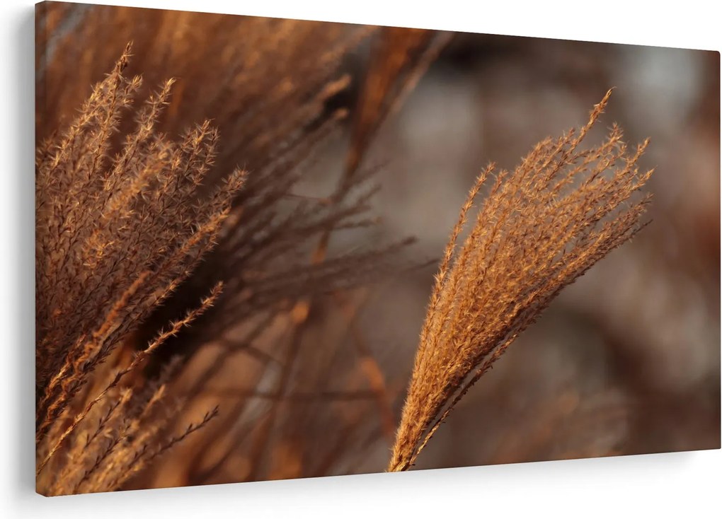 Kép - Cortaderia (90x60 cm)