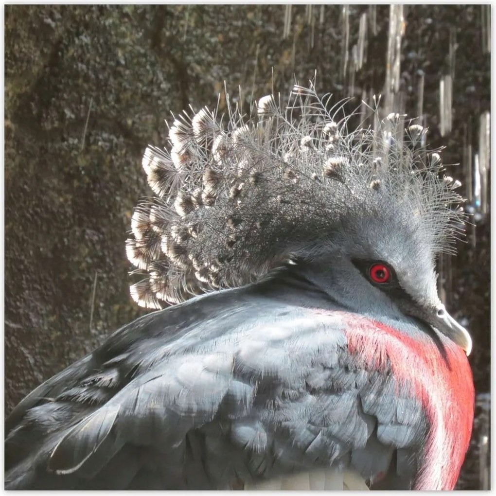 Poszterek 100x100 Színes madár