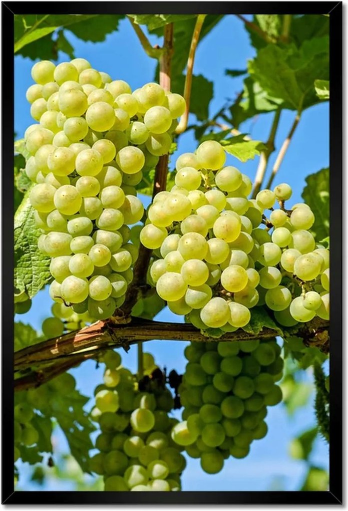 Poszterek keretben 40x60 Zöld szőlő